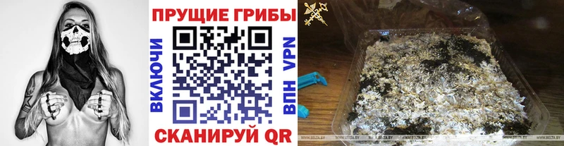 Псилоцибиновые грибы Cubensis  Городовиковск 
